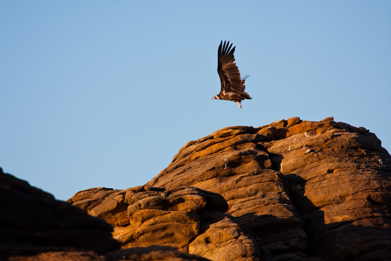 Cinareous Vulture Taking Flight